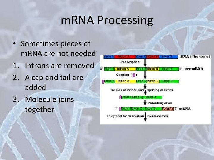 m. RNA Processing • Sometimes pieces of m. RNA are not needed 1. Introns