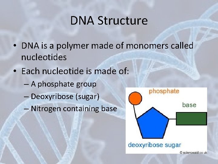 DNA Structure • DNA is a polymer made of monomers called nucleotides • Each