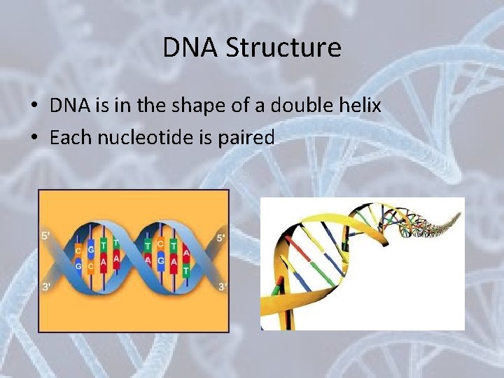 DNA Structure • DNA is in the shape of a double helix • Each