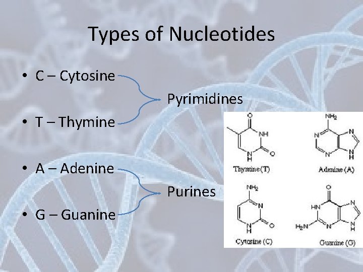 Types of Nucleotides • C – Cytosine Pyrimidines • T – Thymine • A