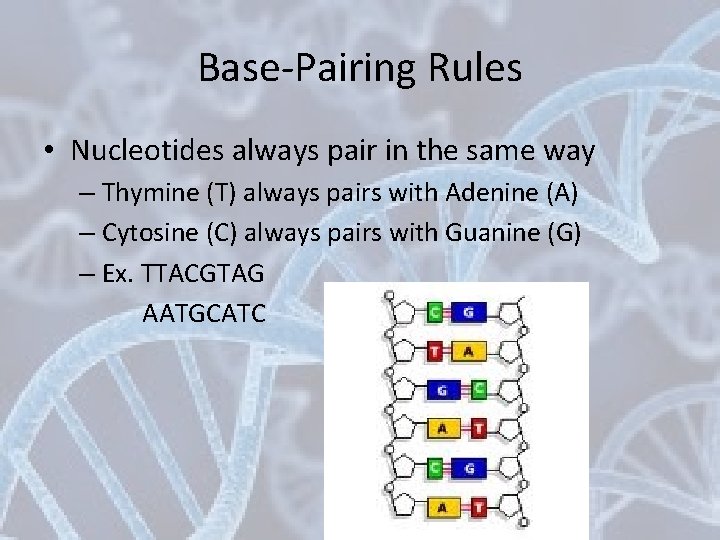 Base-Pairing Rules • Nucleotides always pair in the same way – Thymine (T) always
