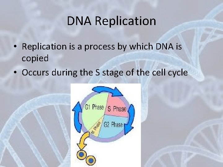 DNA Replication • Replication is a process by which DNA is copied • Occurs