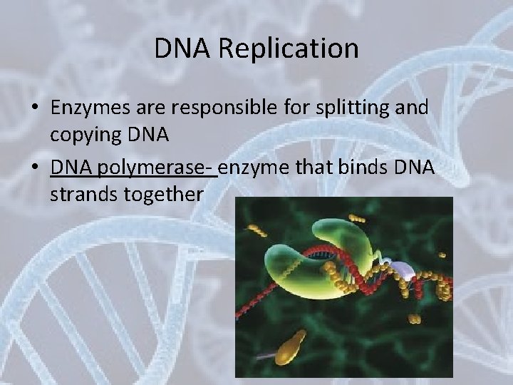 DNA Replication • Enzymes are responsible for splitting and copying DNA • DNA polymerase-