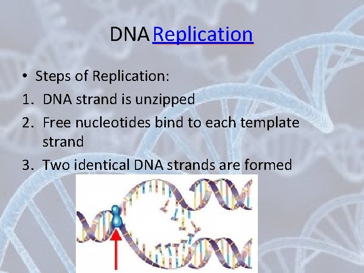DNA Replication _____ • Steps of Replication: 1. DNA strand is unzipped 2. Free