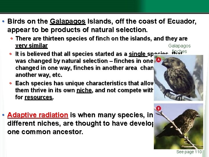  • Birds on the Galapagos Islands, off the coast of Ecuador, appear to