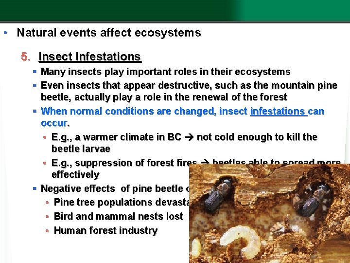  • Natural events affect ecosystems 5. Insect Infestations § Many insects play important