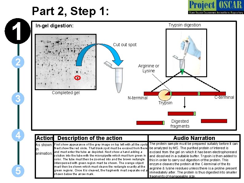 Part 2, Step 1: 1 Trypsin digestion In-gel digestion: Cut out spot 2 3