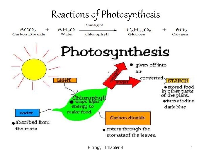Reactions of Photosynthesis Biology - Chapter 8 1 
