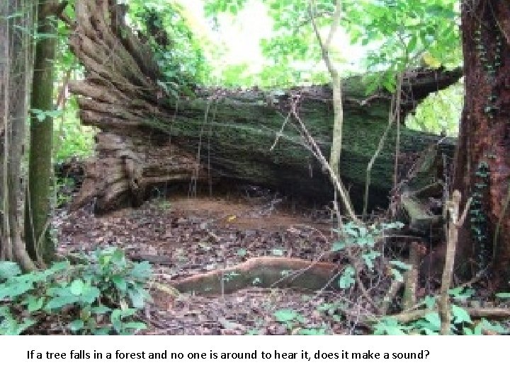 If a tree falls in a forest and no one is around to hear