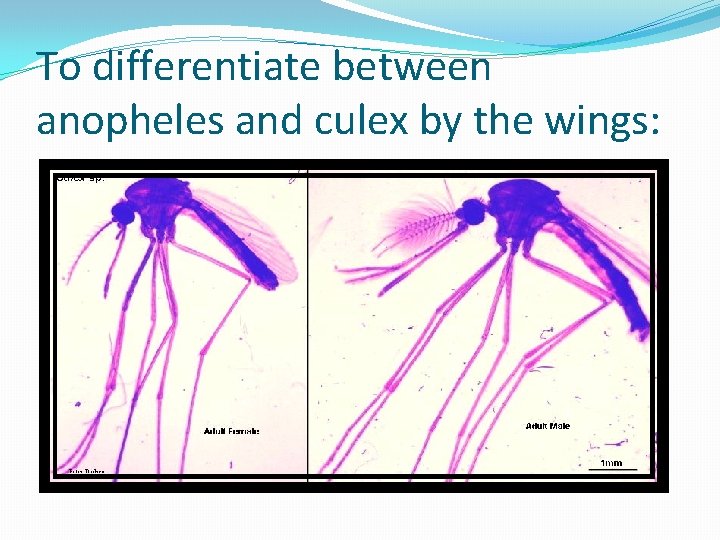 To differentiate between anopheles and culex by the wings: 
