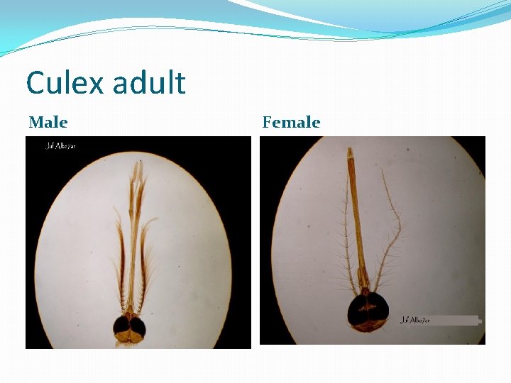 Culex adult Male Female 
