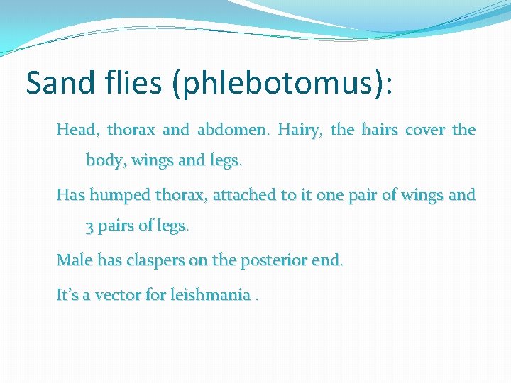 Sand flies (phlebotomus): Head, thorax and abdomen. Hairy, the hairs cover the body, wings