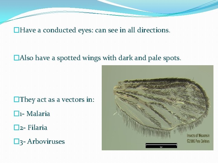 �Have a conducted eyes: can see in all directions. �Also have a spotted wings