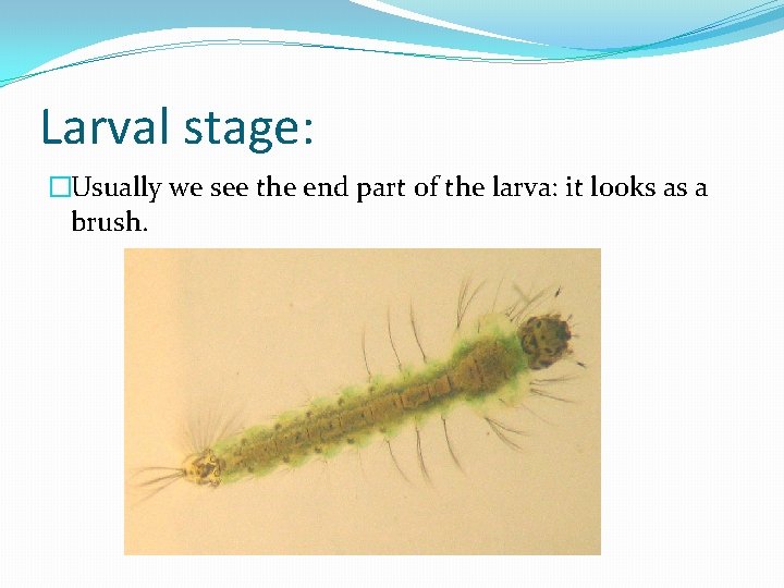 Larval stage: �Usually we see the end part of the larva: it looks as