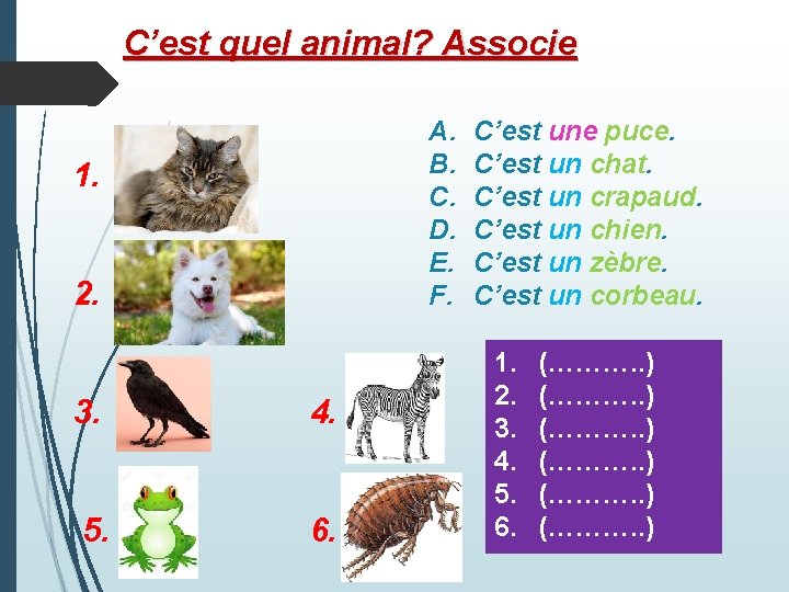 C’est quel animal? Associe A. B. C. D. E. F. 1. 2. 3. 4.