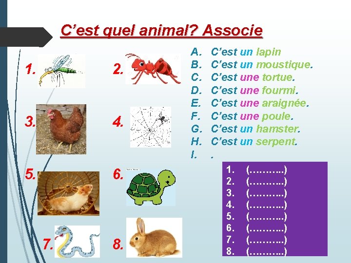 C’est quel animal? Associe 1. 2. 3. 4. 5. 6. 7. 8. A. B.