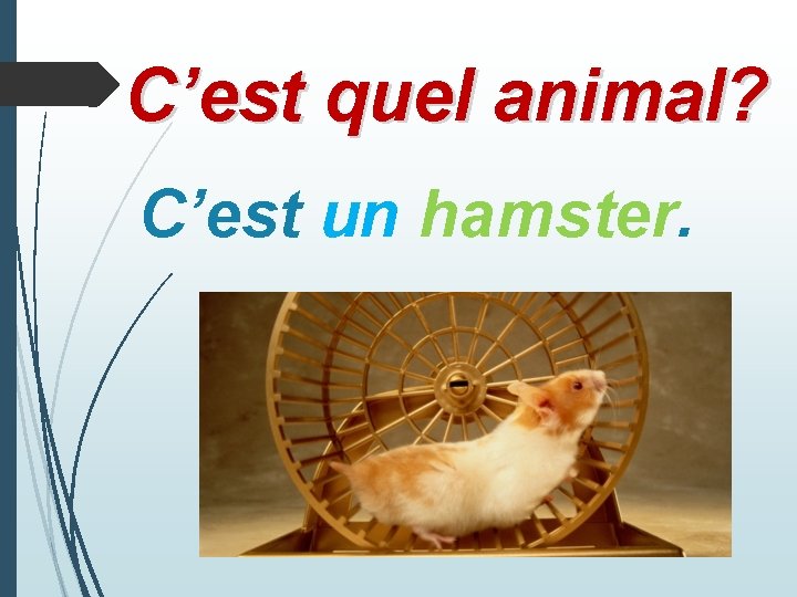 C’est quel animal? C’est un hamster. 