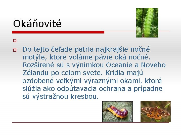 Okáňovité o o Do tejto čeľade patria najkrajšie nočné motýle, ktoré voláme pávie oká