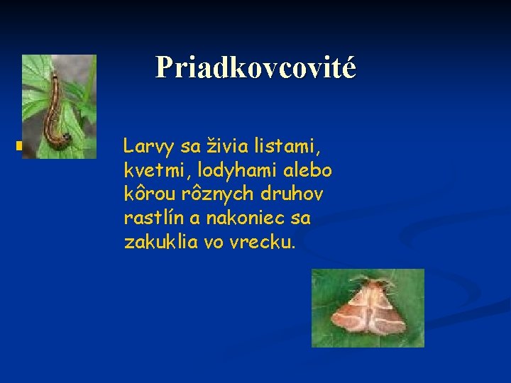 Priadkovcovité n g n Larvy sa živia listami, kvetmi, lodyhami alebo kôrou rôznych druhov