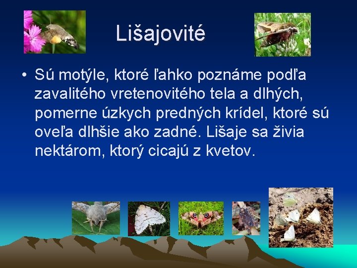 Lišajovité • Sú motýle, ktoré ľahko poznáme podľa zavalitého vretenovitého tela a dlhých, pomerne