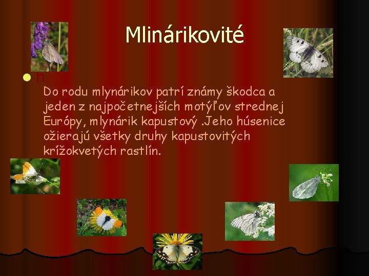 Mlinárikovité lh Do rodu mlynárikov patrí známy škodca a jeden z najpočetnejších motýľov strednej