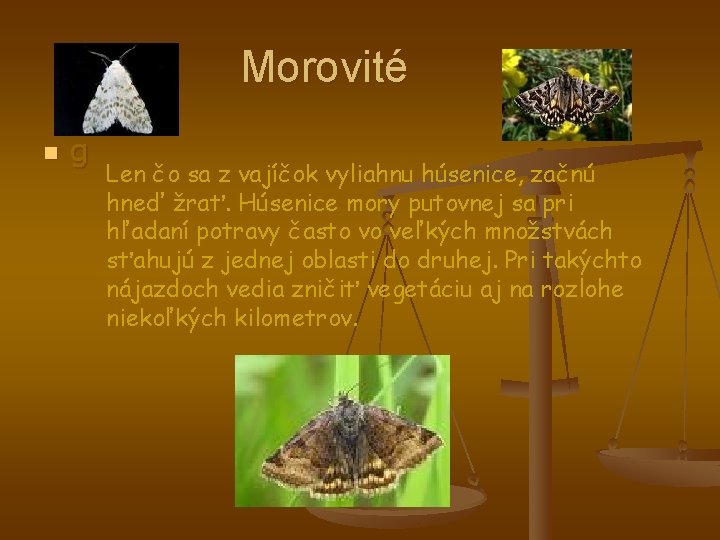 Morovité n g Len čo sa z vajíčok vyliahnu húsenice, začnú hneď žrať. Húsenice