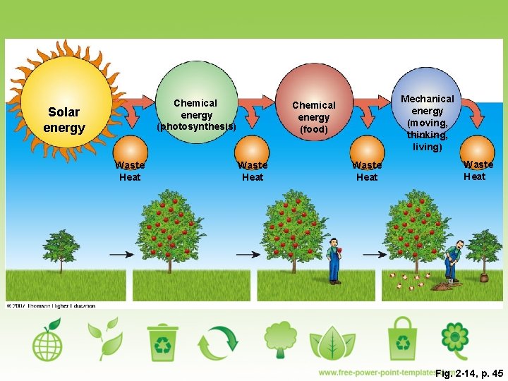 Chemical energy (photosynthesis) Solar energy Waste Heat Mechanical energy (moving, thinking, living) Chemical energy