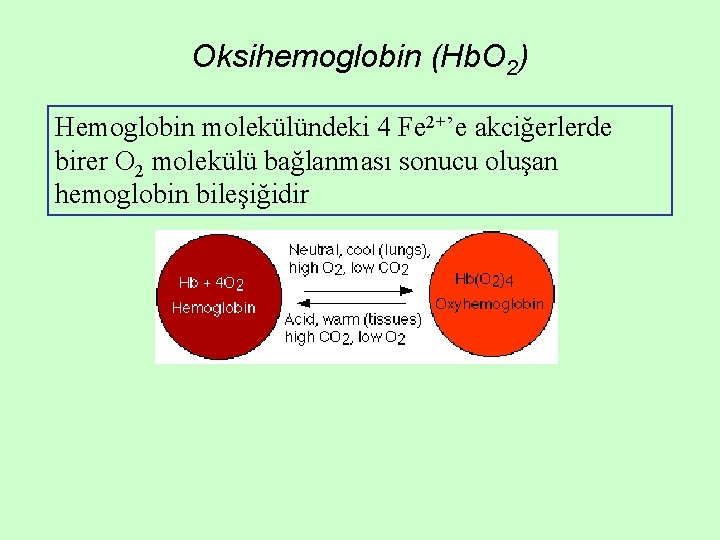 Oksihemoglobin (Hb. O 2) Hemoglobin molekülündeki 4 Fe 2+’e akciğerlerde birer O 2 molekülü Oksihemoglobin (Hb. O 2) Hemoglobin molekülündeki 4 Fe 2+’e akciğerlerde birer O 2 molekülü