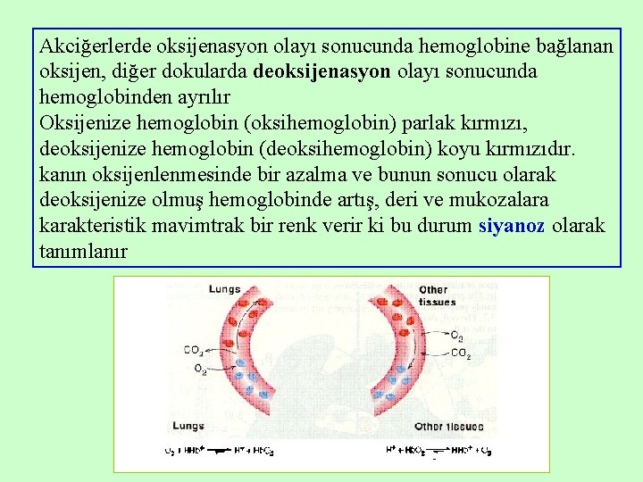 Akciğerlerde oksijenasyon olayı sonucunda hemoglobine bağlanan oksijen, diğer dokularda deoksijenasyon olayı sonucunda hemoglobinden ayrılır Akciğerlerde oksijenasyon olayı sonucunda hemoglobine bağlanan oksijen, diğer dokularda deoksijenasyon olayı sonucunda hemoglobinden ayrılır