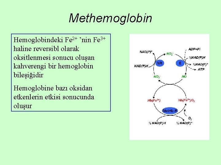 Methemoglobin Hemoglobindeki Fe 2+ ’nin Fe 3+ haline reversibl olarak oksitlenmesi sonucu oluşan kahverengi Methemoglobin Hemoglobindeki Fe 2+ ’nin Fe 3+ haline reversibl olarak oksitlenmesi sonucu oluşan kahverengi