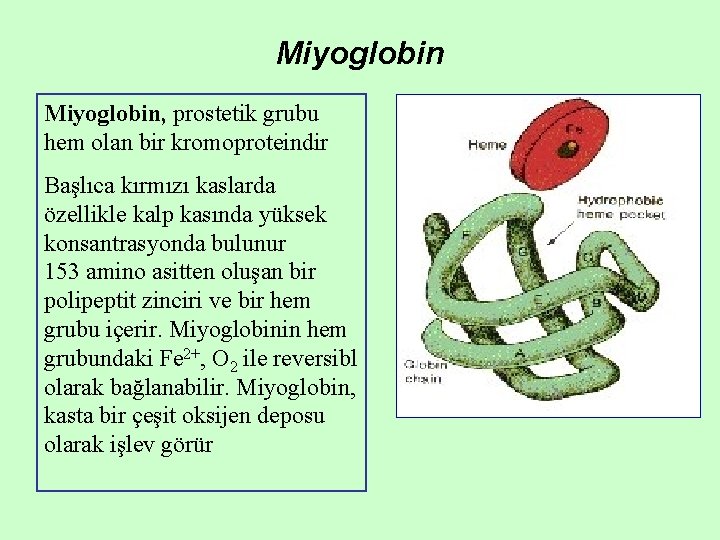 Miyoglobin, prostetik grubu hem olan bir kromoproteindir Başlıca kırmızı kaslarda özellikle kalp kasında yüksek Miyoglobin, prostetik grubu hem olan bir kromoproteindir Başlıca kırmızı kaslarda özellikle kalp kasında yüksek