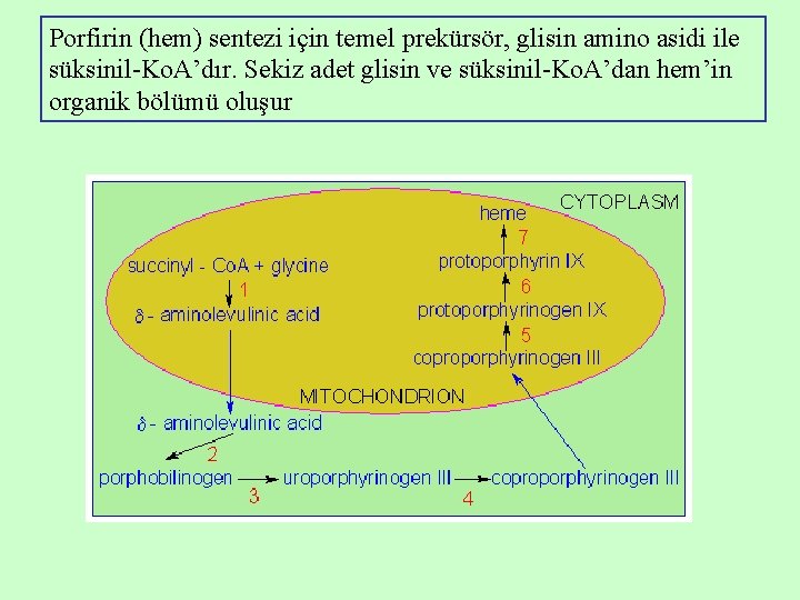 Porfirin (hem) sentezi için temel prekürsör, glisin amino asidi ile süksinil-Ko. A’dır. Sekiz adet Porfirin (hem) sentezi için temel prekürsör, glisin amino asidi ile süksinil-Ko. A’dır. Sekiz adet