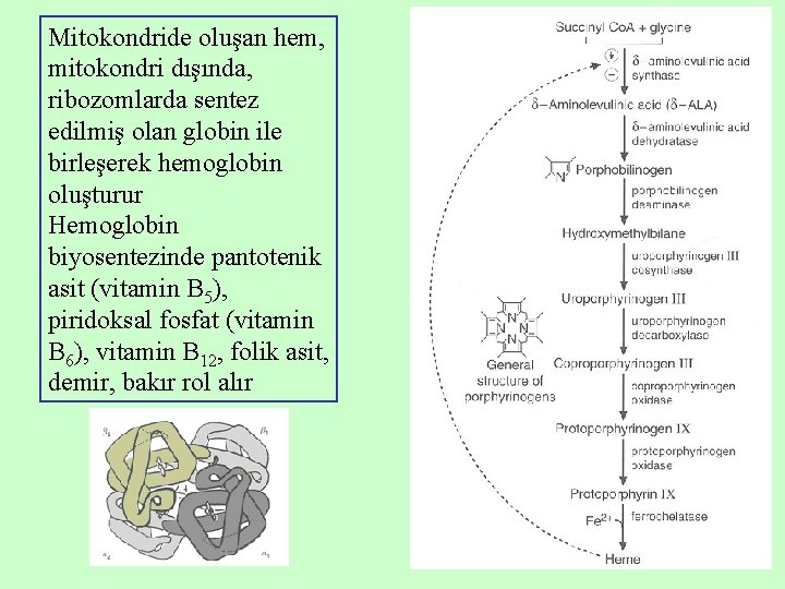 Mitokondride oluşan hem, mitokondri dışında, ribozomlarda sentez edilmiş olan globin ile birleşerek hemoglobin oluşturur Mitokondride oluşan hem, mitokondri dışında, ribozomlarda sentez edilmiş olan globin ile birleşerek hemoglobin oluşturur