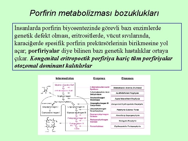 Porfirin metabolizması bozuklukları İnsanlarda porfirin biyosentezinde görevli bazı enzimlerde genetik defekt olması, eritrositlerde, vücut Porfirin metabolizması bozuklukları İnsanlarda porfirin biyosentezinde görevli bazı enzimlerde genetik defekt olması, eritrositlerde, vücut