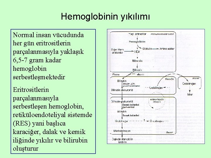 Hemoglobinin yıkılımı Normal insan vücudunda her gün eritrositlerin parçalanmasıyla yaklaşık 6, 5 -7 gram Hemoglobinin yıkılımı Normal insan vücudunda her gün eritrositlerin parçalanmasıyla yaklaşık 6, 5 -7 gram