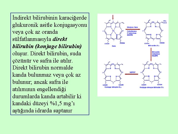 İndirekt bilirubinin karaciğerde glukuronik asitle konjugasyonu veya çok az oranda sülfatlanmasıyla direkt bilirubin (konjuge İndirekt bilirubinin karaciğerde glukuronik asitle konjugasyonu veya çok az oranda sülfatlanmasıyla direkt bilirubin (konjuge