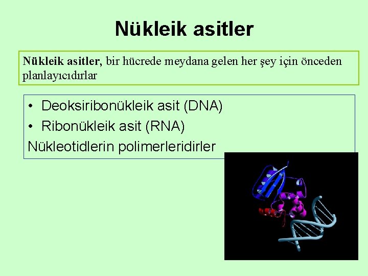 Nükleik asitler, bir hücrede meydana gelen her şey için önceden planlayıcıdırlar • Deoksiribonükleik asit Nükleik asitler, bir hücrede meydana gelen her şey için önceden planlayıcıdırlar • Deoksiribonükleik asit