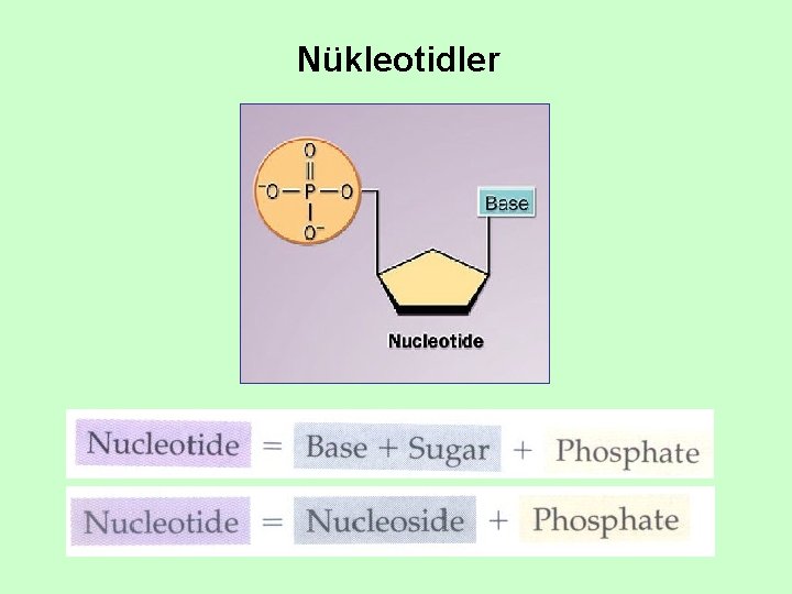 Nükleotidler Nükleotidler