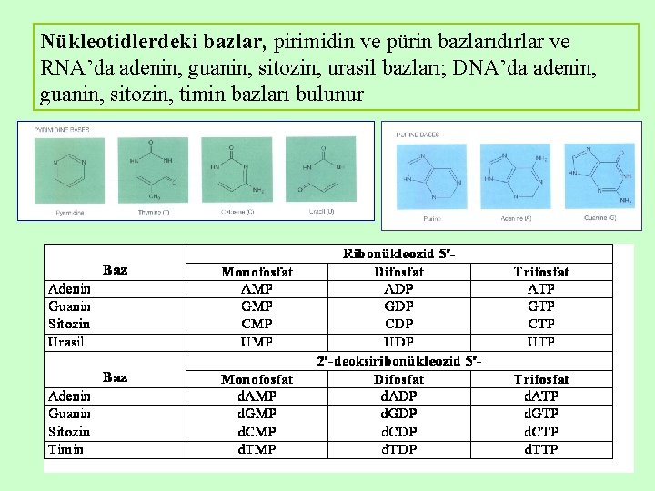 Nükleotidlerdeki bazlar, pirimidin ve pürin bazlarıdırlar ve RNA’da adenin, guanin, sitozin, urasil bazları; DNA’da Nükleotidlerdeki bazlar, pirimidin ve pürin bazlarıdırlar ve RNA’da adenin, guanin, sitozin, urasil bazları; DNA’da