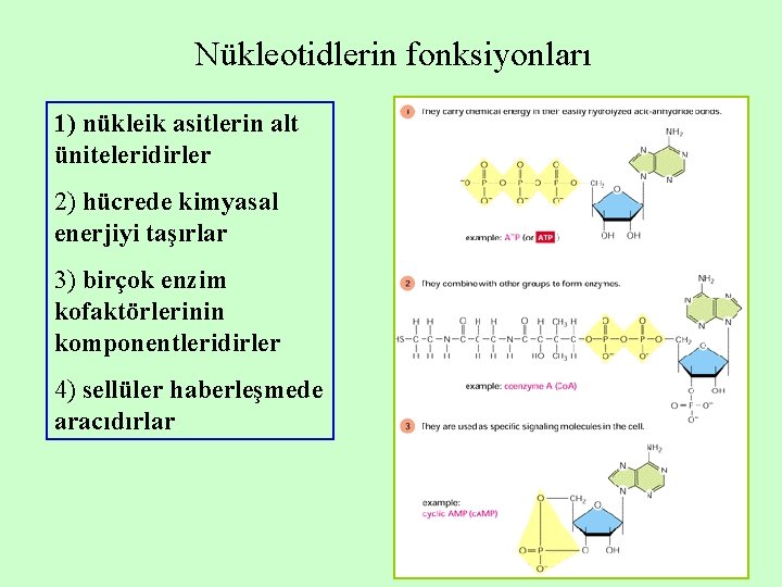 Nükleotidlerin fonksiyonları 1) nükleik asitlerin alt üniteleridirler 2) hücrede kimyasal enerjiyi taşırlar 3) birçok Nükleotidlerin fonksiyonları 1) nükleik asitlerin alt üniteleridirler 2) hücrede kimyasal enerjiyi taşırlar 3) birçok