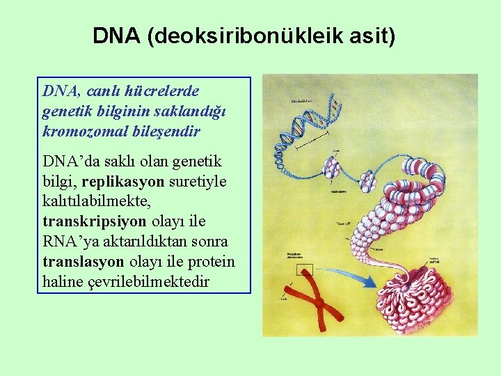DNA (deoksiribonükleik asit) DNA, canlı hücrelerde genetik bilginin saklandığı kromozomal bileşendir DNA’da saklı olan DNA (deoksiribonükleik asit) DNA, canlı hücrelerde genetik bilginin saklandığı kromozomal bileşendir DNA’da saklı olan