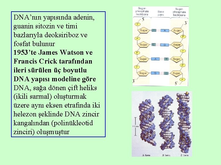 DNA’nın yapısında adenin, guanin sitozin ve timi bazlarıyla deoksiriboz ve fosfat bulunur 1953’te James DNA’nın yapısında adenin, guanin sitozin ve timi bazlarıyla deoksiriboz ve fosfat bulunur 1953’te James