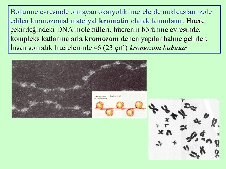 Bölünme evresinde olmayan ökaryotik hücrelerde nükleustan izole edilen kromozomal materyal kromatin olarak tanımlanır. Hücre Bölünme evresinde olmayan ökaryotik hücrelerde nükleustan izole edilen kromozomal materyal kromatin olarak tanımlanır. Hücre