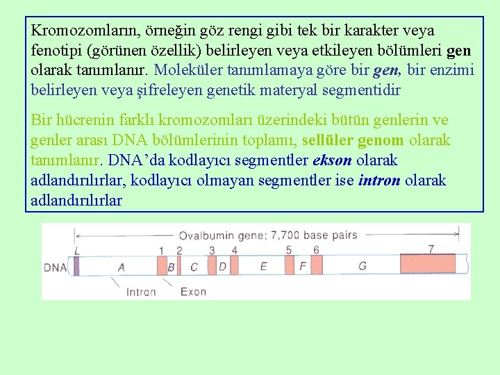 Kromozomların, örneğin göz rengi gibi tek bir karakter veya fenotipi (görünen özellik) belirleyen veya Kromozomların, örneğin göz rengi gibi tek bir karakter veya fenotipi (görünen özellik) belirleyen veya