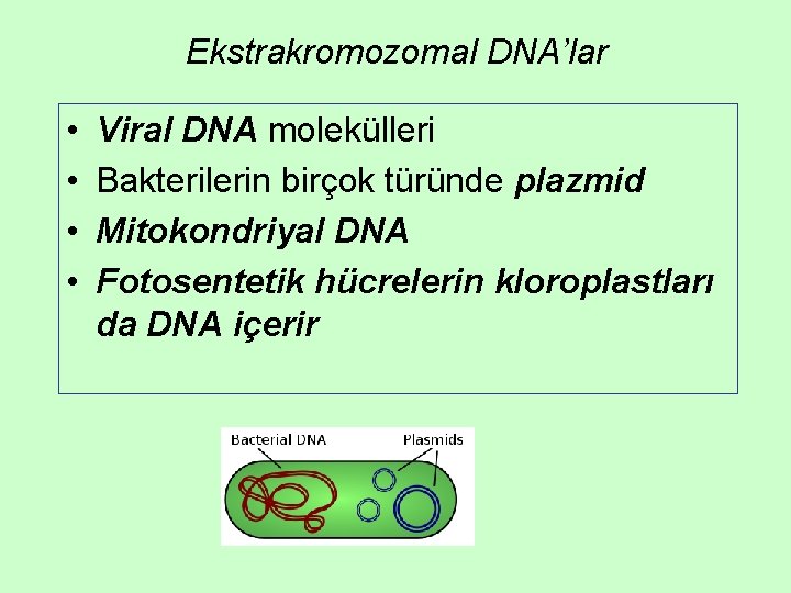 Ekstrakromozomal DNA’lar • • Viral DNA molekülleri Bakterilerin birçok türünde plazmid Mitokondriyal DNA Fotosentetik Ekstrakromozomal DNA’lar • • Viral DNA molekülleri Bakterilerin birçok türünde plazmid Mitokondriyal DNA Fotosentetik