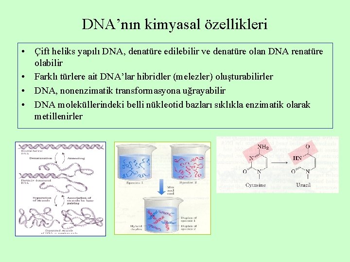 DNA’nın kimyasal özellikleri • Çift heliks yapılı DNA, denatüre edilebilir ve denatüre olan DNA DNA’nın kimyasal özellikleri • Çift heliks yapılı DNA, denatüre edilebilir ve denatüre olan DNA