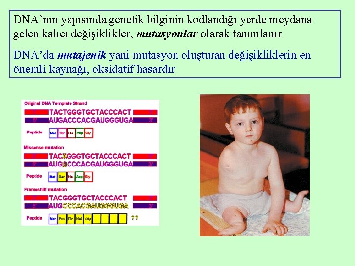 DNA’nın yapısında genetik bilginin kodlandığı yerde meydana gelen kalıcı değişiklikler, mutasyonlar olarak tanımlanır DNA’da DNA’nın yapısında genetik bilginin kodlandığı yerde meydana gelen kalıcı değişiklikler, mutasyonlar olarak tanımlanır DNA’da
