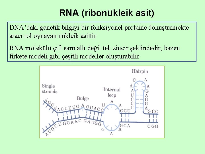 RNA (ribonükleik asit) DNA’daki genetik bilgiyi bir fonksiyonel proteine dönüştürmekte aracı rol oynayan nükleik RNA (ribonükleik asit) DNA’daki genetik bilgiyi bir fonksiyonel proteine dönüştürmekte aracı rol oynayan nükleik