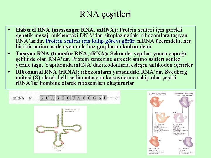 RNA çeşitleri • Haberci RNA (messenger RNA, m. RNA): Protein sentezi için gerekli genetik RNA çeşitleri • Haberci RNA (messenger RNA, m. RNA): Protein sentezi için gerekli genetik