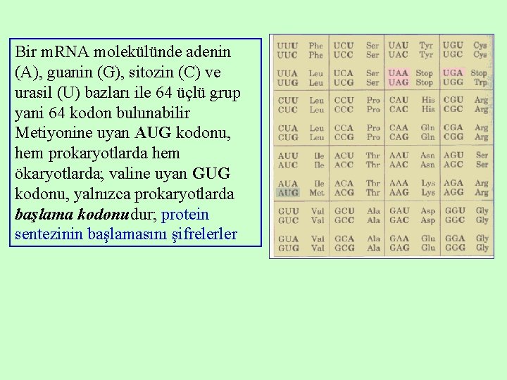 Bir m. RNA molekülünde adenin (A), guanin (G), sitozin (C) ve urasil (U) bazları Bir m. RNA molekülünde adenin (A), guanin (G), sitozin (C) ve urasil (U) bazları